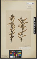 Foto von Salix alba L.